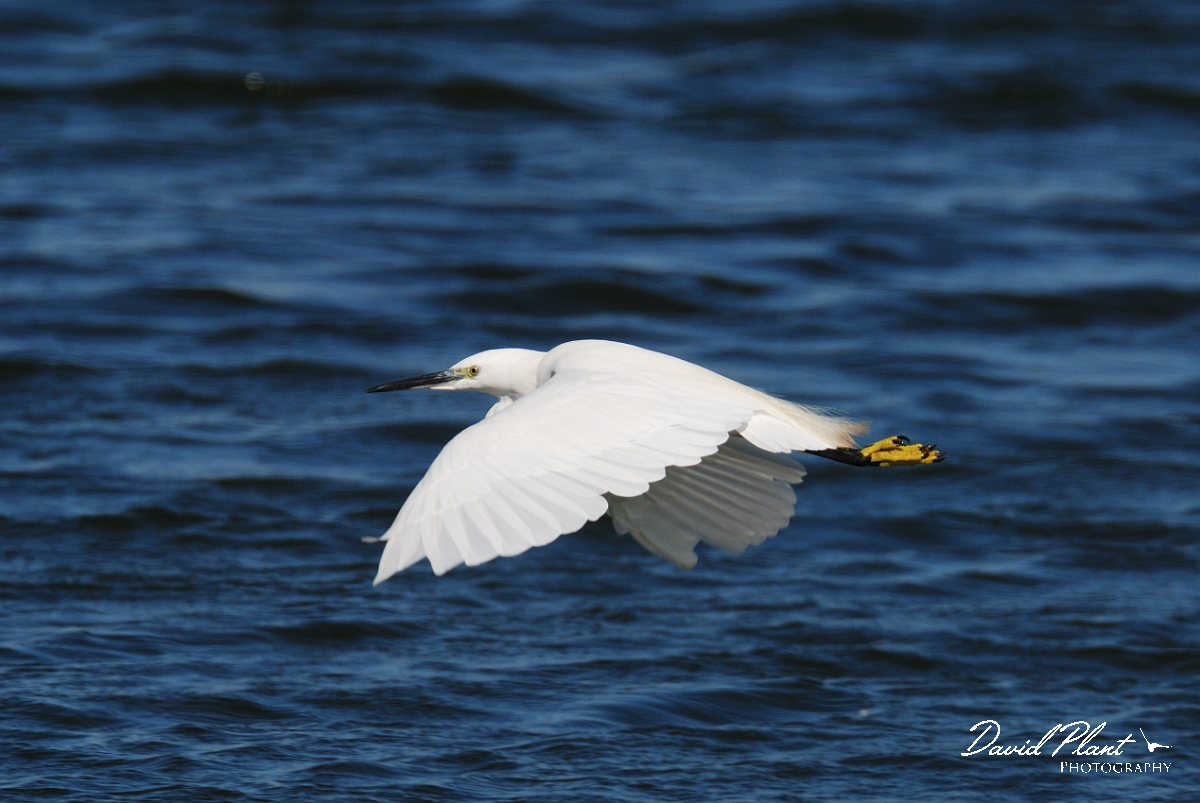 David Plant Photography - Wildlife Photographer - Little egret - H.jpg - Little egret in flight - Norfolk
