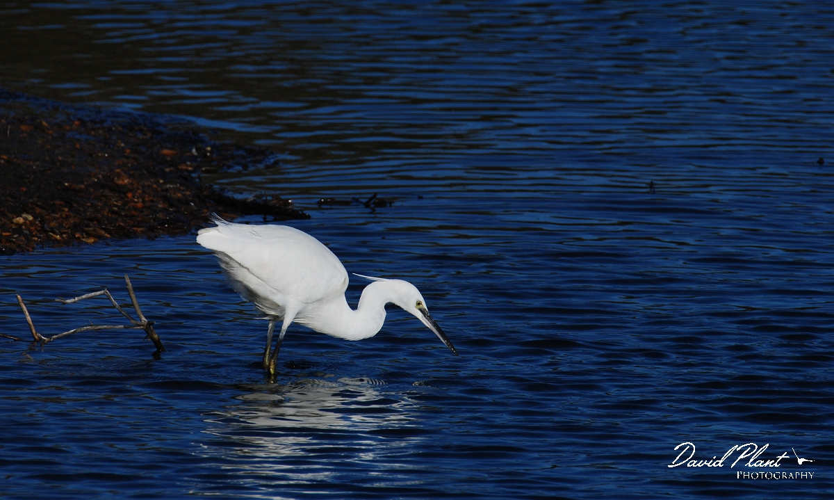 David Plant Photography - Wildlife Photographer - Little egret fishing - B.jpg - Little egret fishing - Norfolk