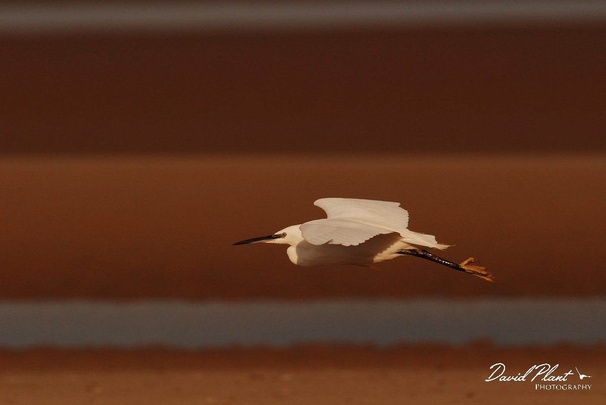 David Plant Photography - Wildlife Photographer - Little egret flying - G.jpg - Little egret flying - Norfolk