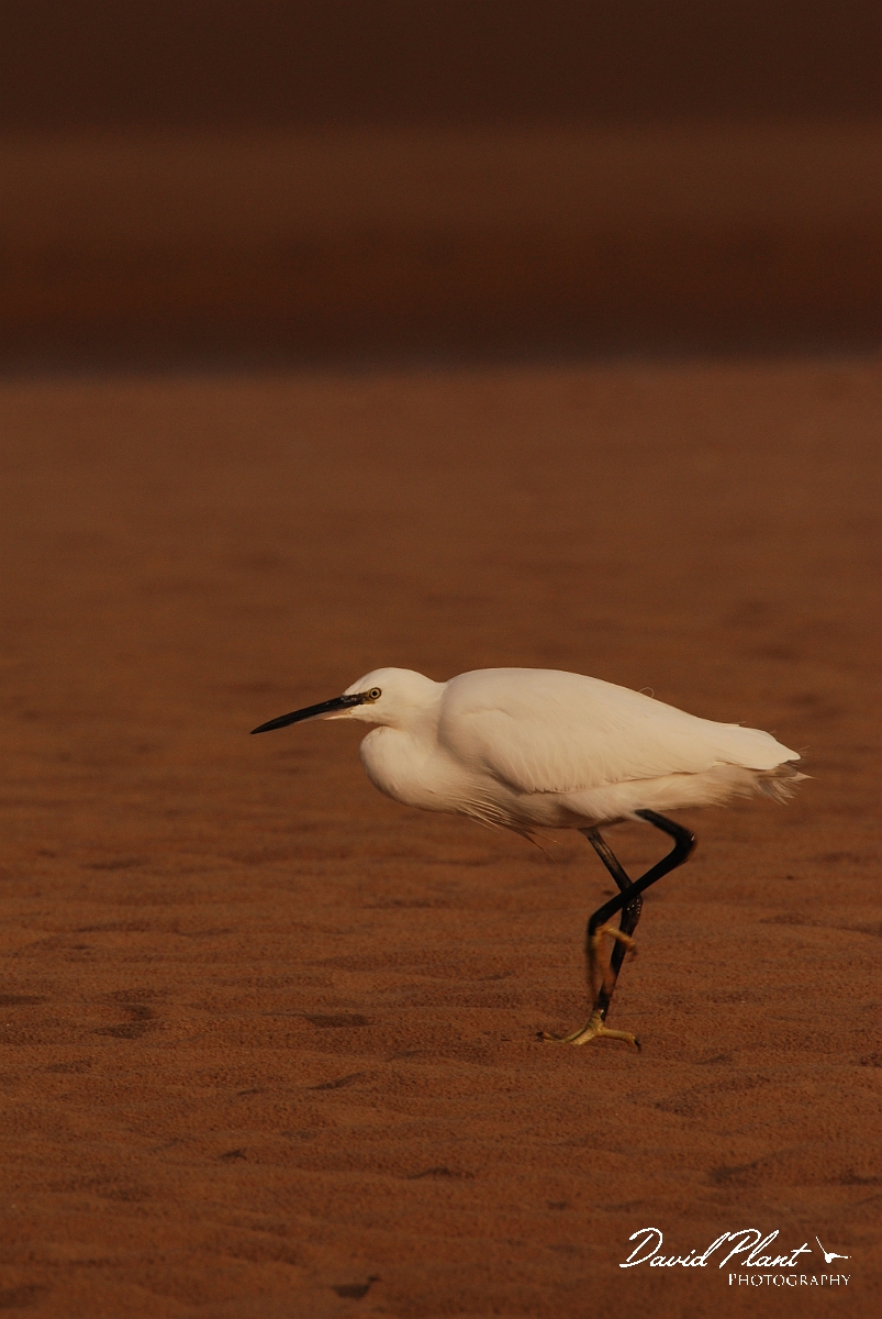David Plant Photography - Wildlife Photographer - Little egret on the beach - F.jpg - Little egret on the beach - Norfolk