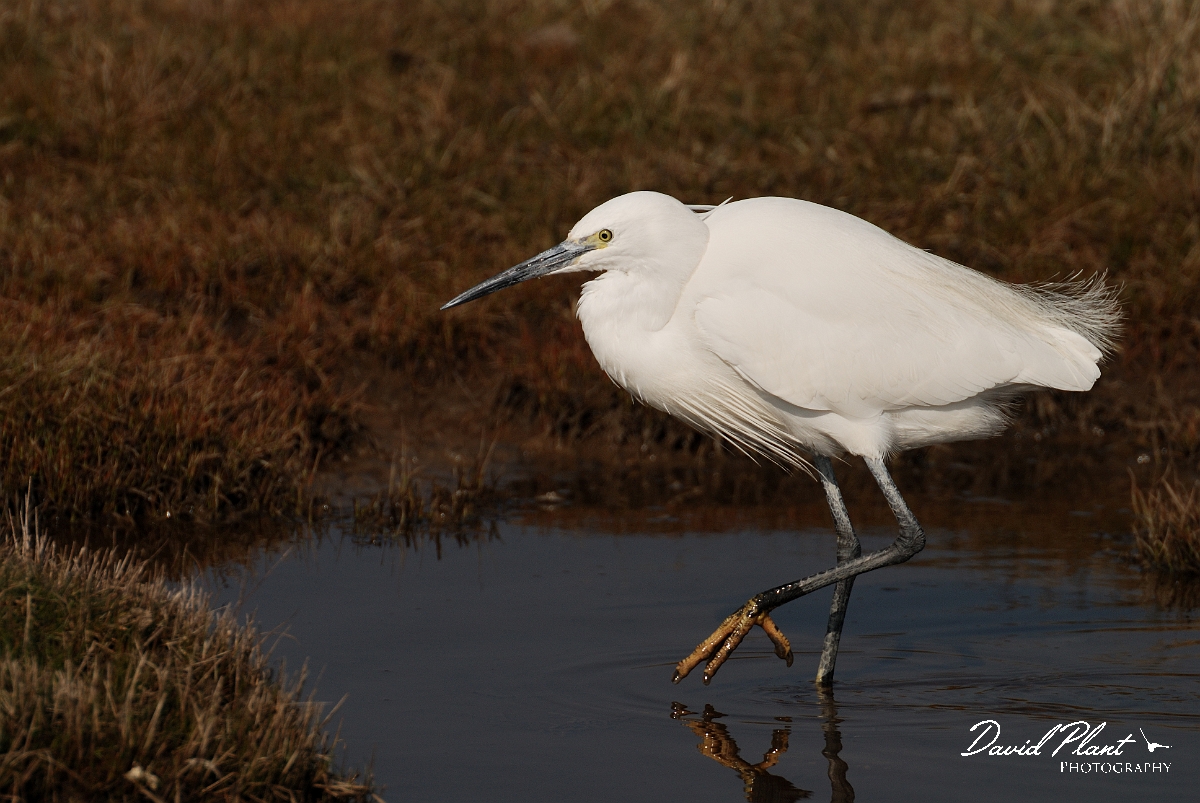 David Plant Photography - Wildlife Photography - Little egret - J.jpg - Little egret - Hampshire