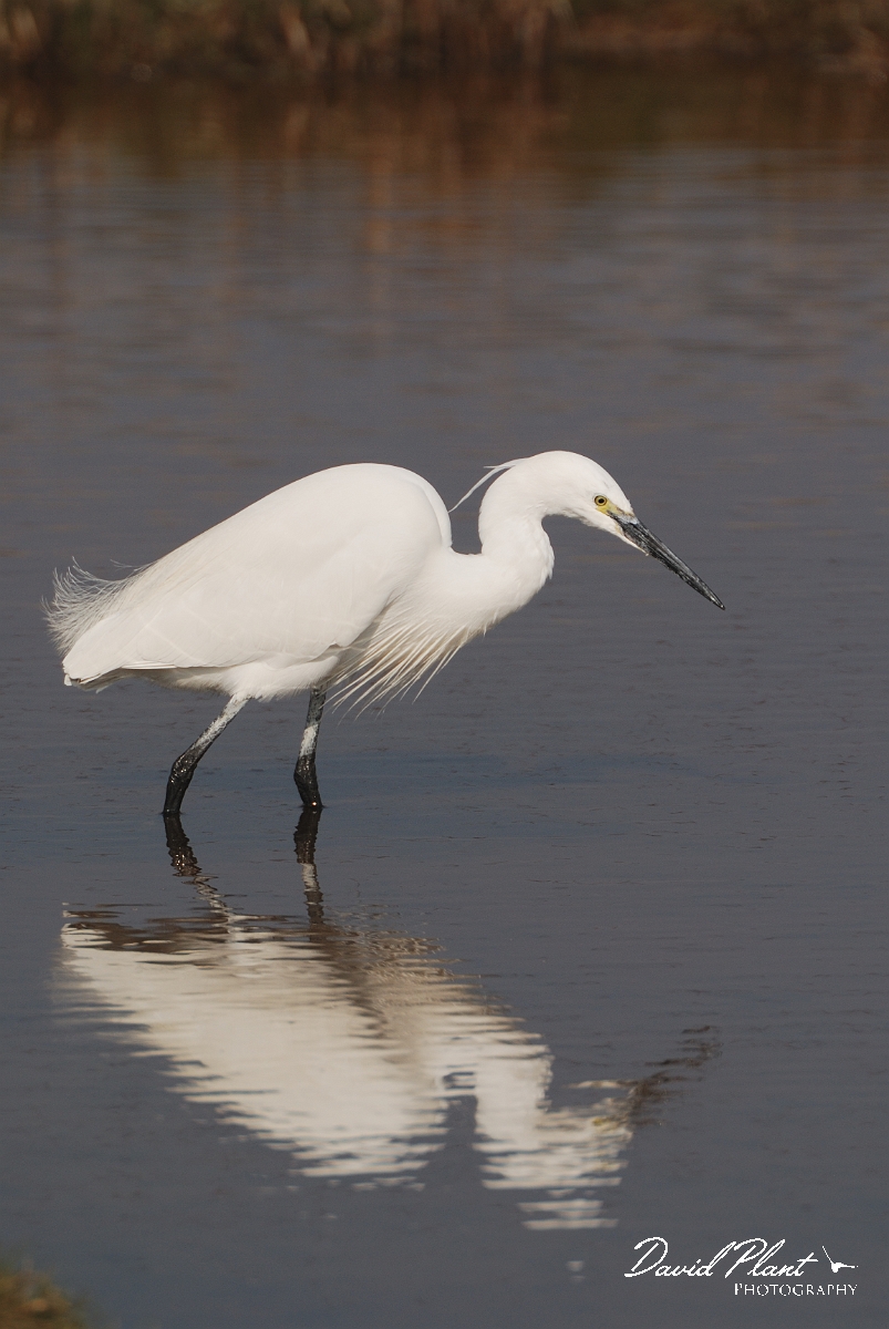 David Plant Photography - Wildlife Photography - Little egret - K.jpg - Little egret fishing - Hampshire