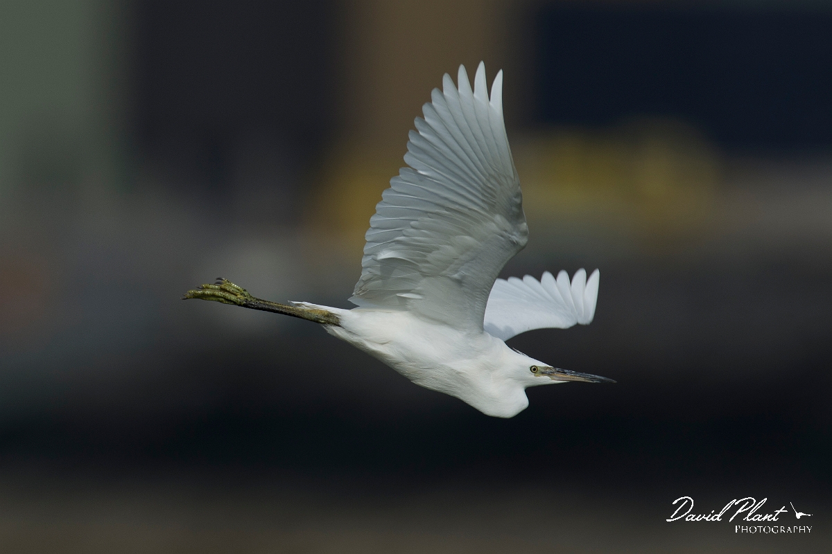 David Plant Photography - Wildlife Photography - Little egret - N.jpg - Little egret - Anglesey