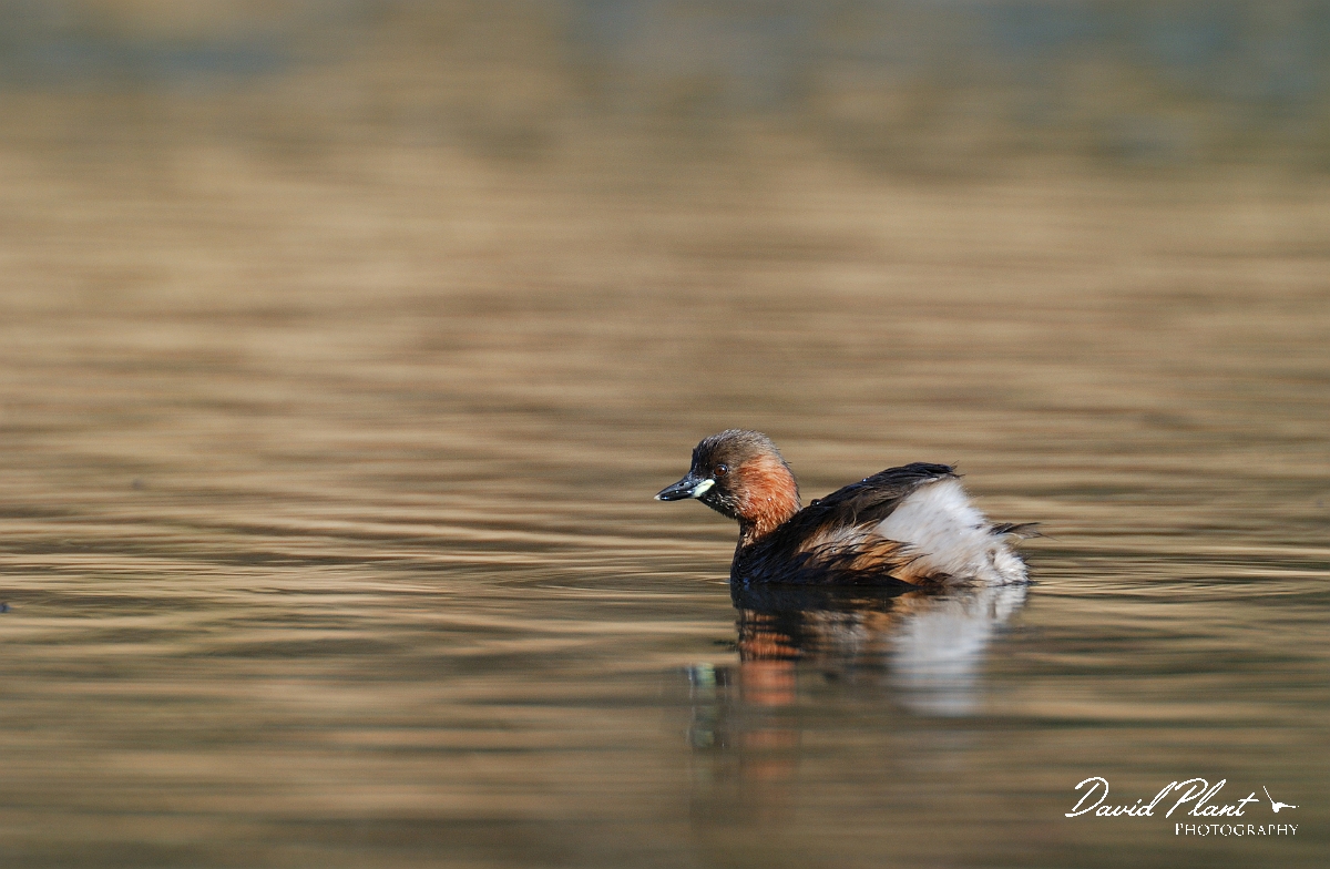 David Plant Photography - Wildlife Photographer - Little grebe - A.jpg - Little grebe - Forest of Dean