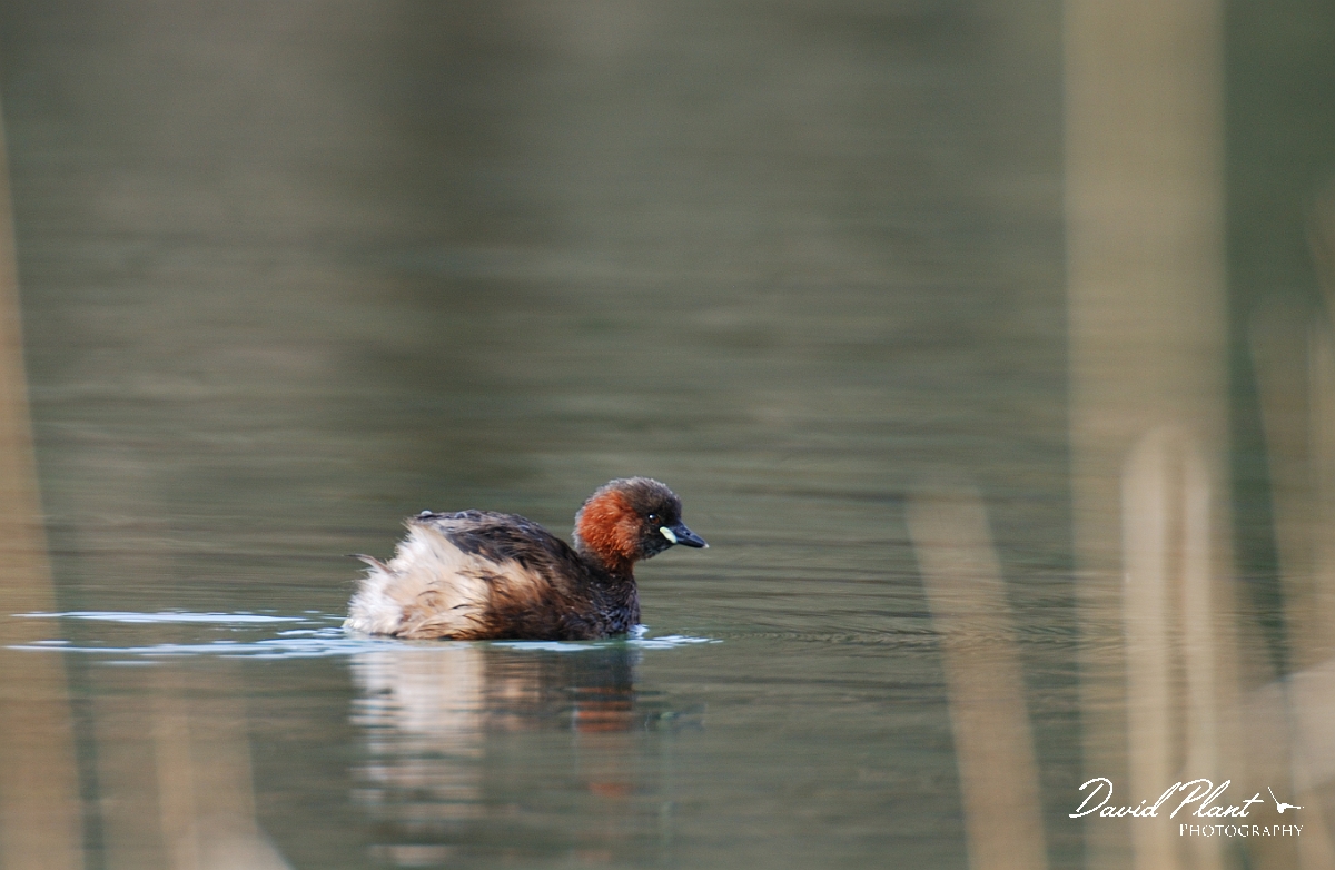 David Plant Photography - Wildlife Photographer - Little grebe - B.jpg - Little grebe - Forest of Dean