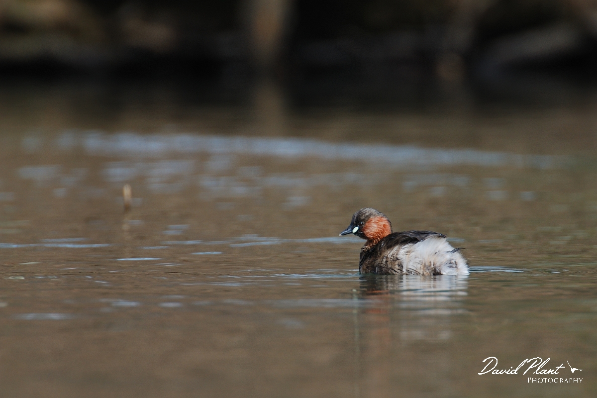 David Plant Photography - Wildlife Photographer - Little grebe - E.jpg - Little grebe - Forest of Dean