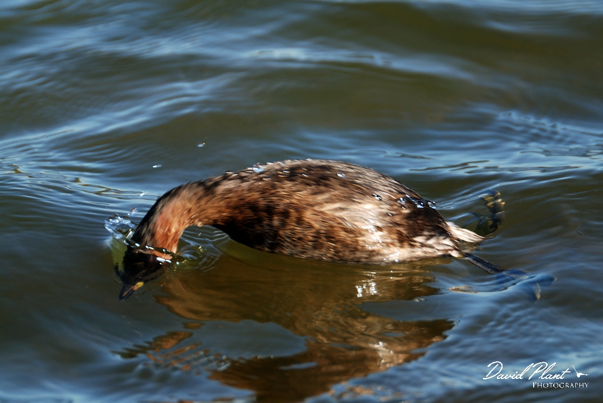 David Plant Photography - Wildlife Photographer - Little grebe - F.jpg - Little grebe diving - Norfolk