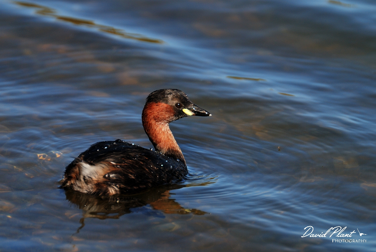 David Plant Photography - Wildlife Photographer - Little grebe - G.jpg - Little grebe - Norfolk