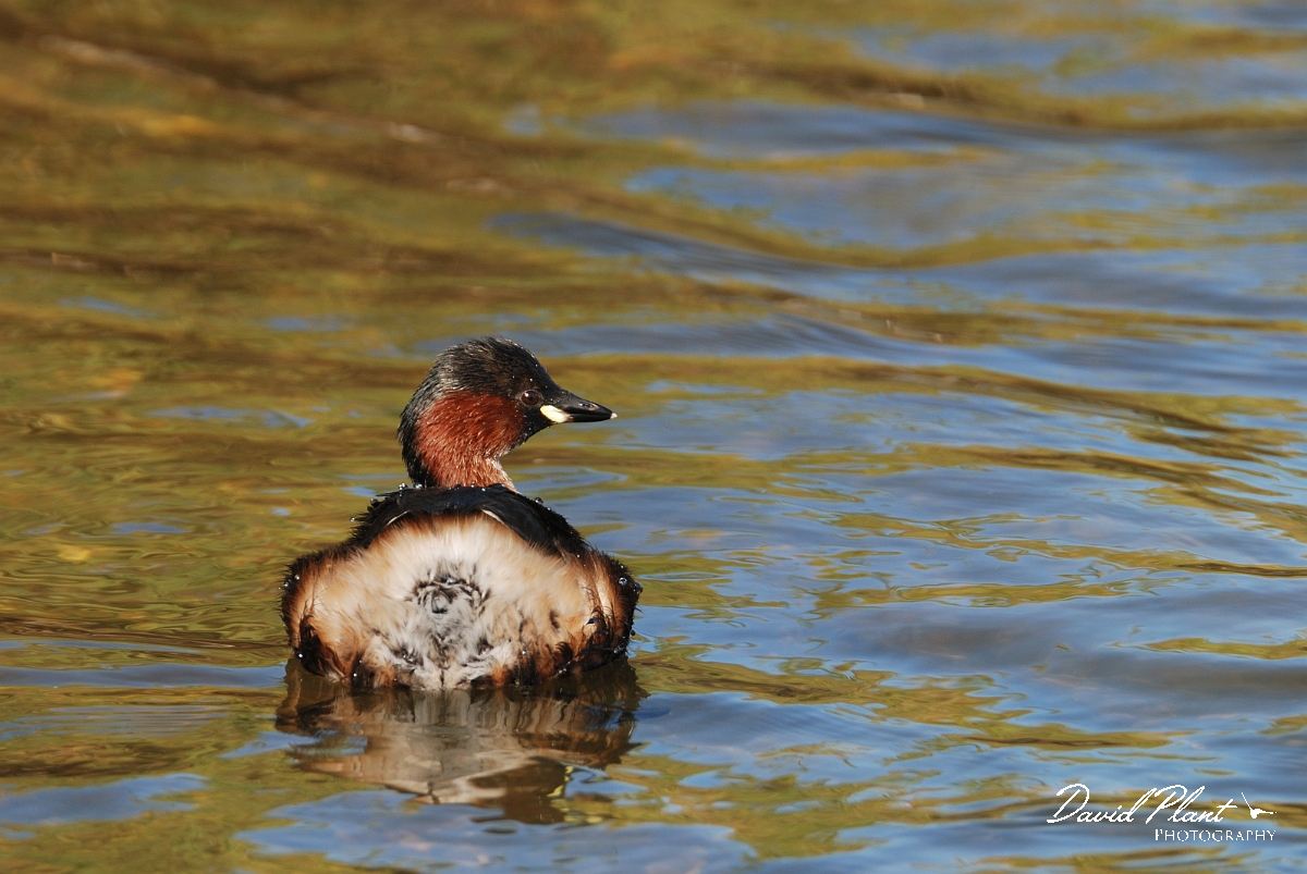 David Plant Photography - Wildlife Photographer - Little grebe - H.jpg - Little grebe - Norfolk