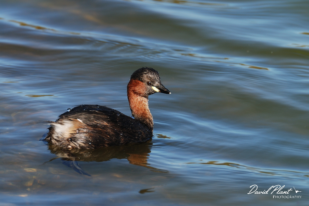 David Plant Photography - Wildlife Photographer - Little grebe - I.jpg - Little grebe - Norfolk