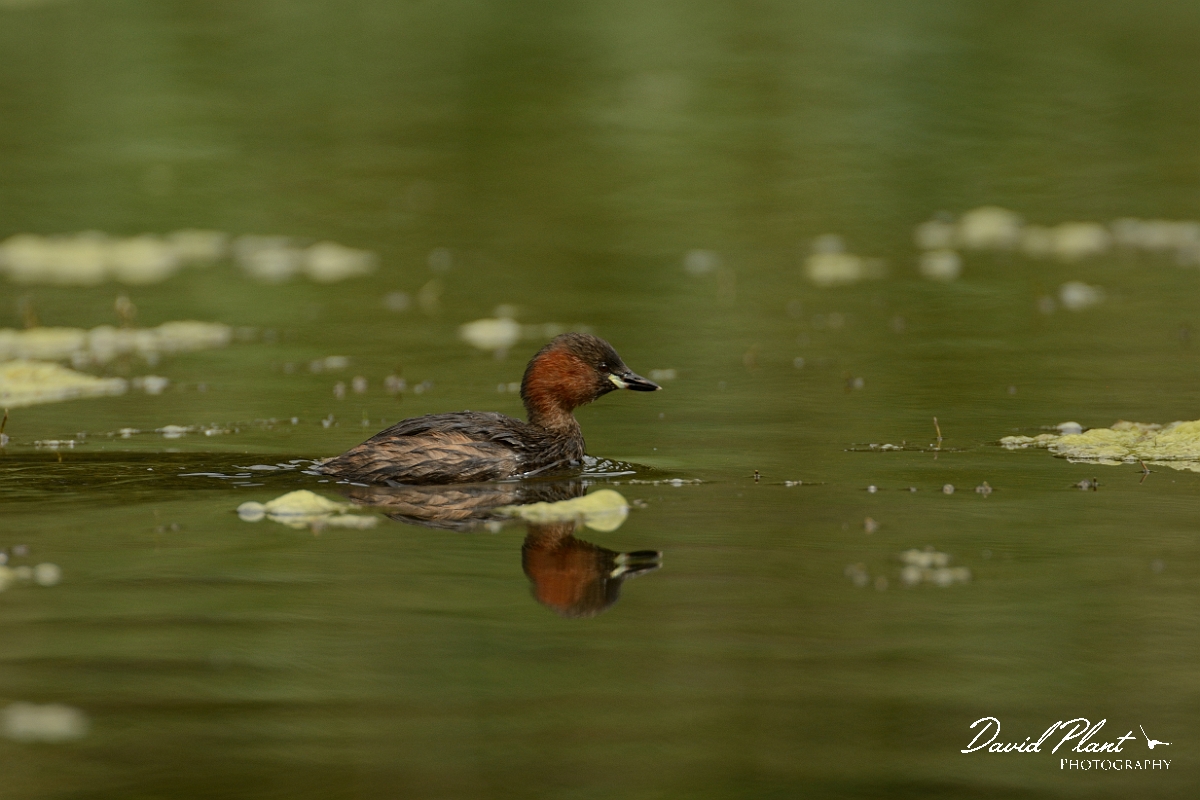 David Plant Photography - Wildlife Photography - Little grebe - K.jpg - Little grebe - Forest of Dean