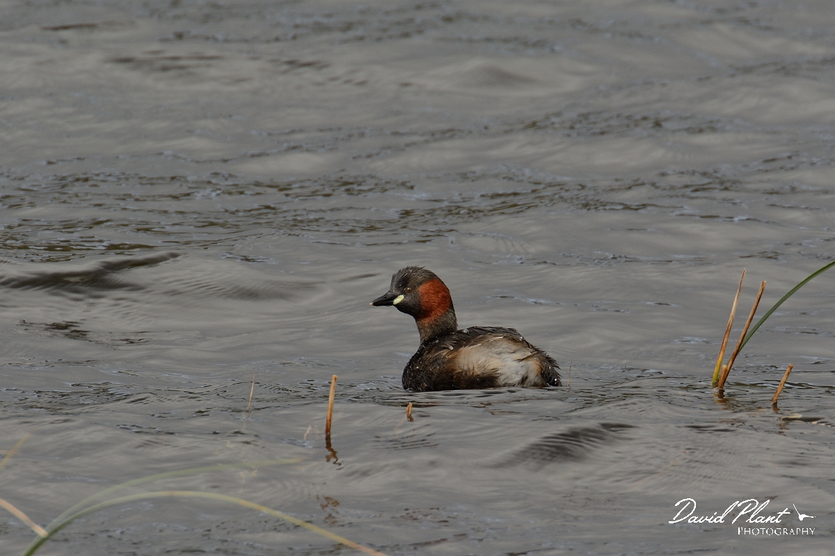 David Plant Photography - Wildlife Photography - Little grebe - L.jpg - Little grebe - Nairnshire