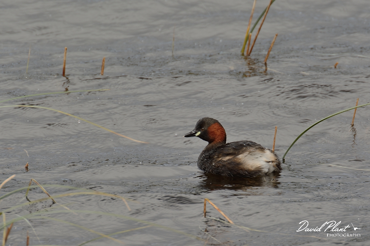 David Plant Photography - Wildlife Photography - Little grebe - M.jpg - Little grebe - Nairnshire