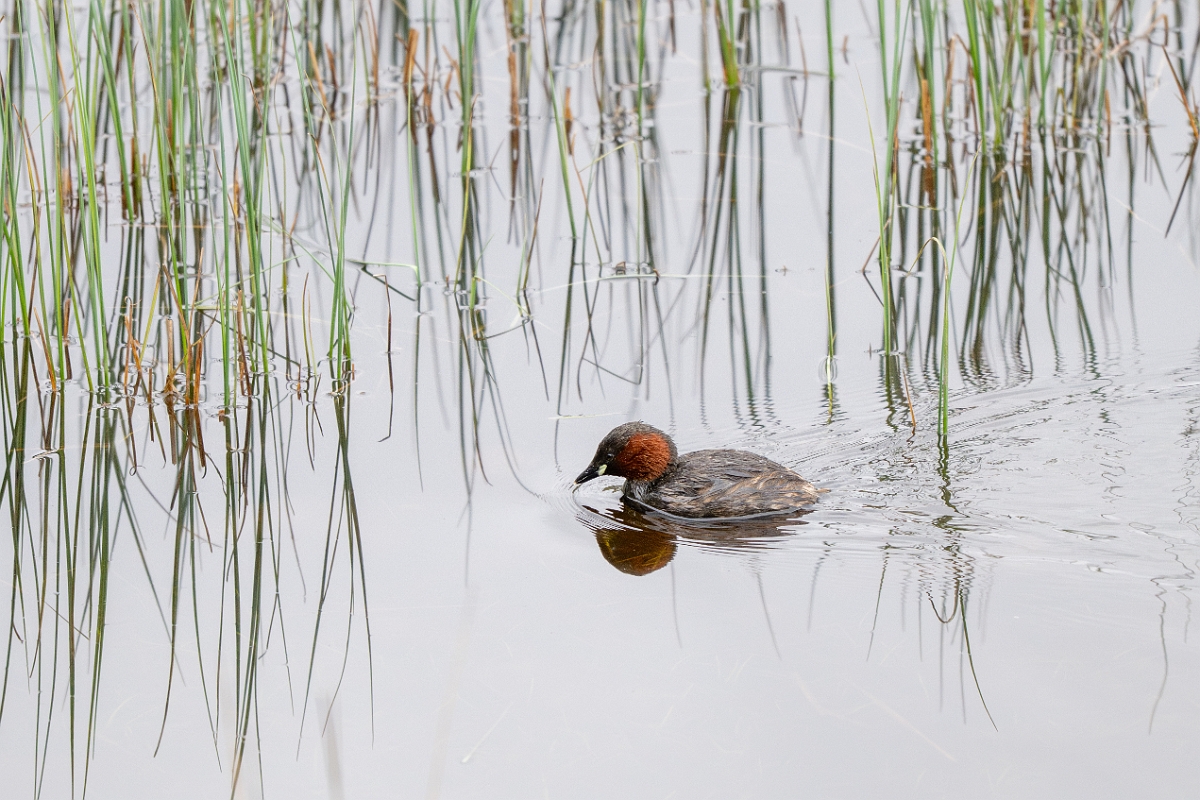 David Plant Photography - Wildlife Photography - Little grebe - N.jpg - Little grebe - Highland
