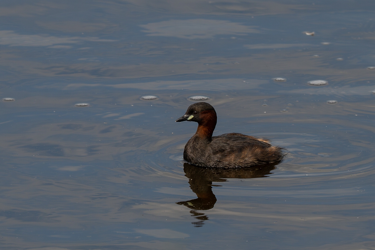 David Plant Photography - Wildlife Photography - Little grebe - O.jpg