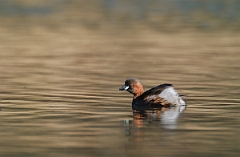 David Plant Photography - Wildlife Photographer - Little grebe - A