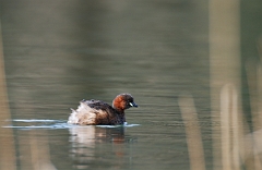 David Plant Photography - Wildlife Photographer - Little grebe - B