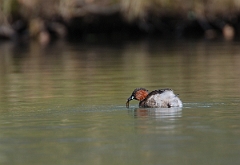 David Plant Photography - Wildlife Photographer - Little grebe - D
