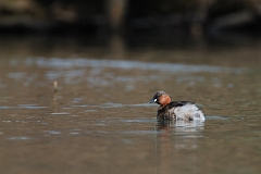 David Plant Photography - Wildlife Photographer - Little grebe - E