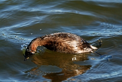 David Plant Photography - Wildlife Photographer - Little grebe - F