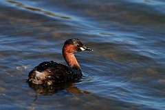 David Plant Photography - Wildlife Photographer - Little grebe - G