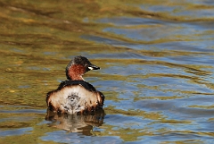 David Plant Photography - Wildlife Photographer - Little grebe - H