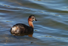 David Plant Photography - Wildlife Photographer - Little grebe - I