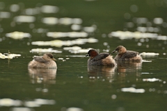 David Plant Photography - Wildlife Photography - Little grebe - J