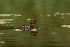 David Plant Photography - Wildlife Photography - Little grebe - K