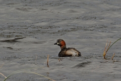 David Plant Photography - Wildlife Photography - Little grebe - L