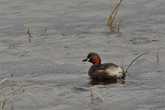 David Plant Photography - Wildlife Photography - Little grebe - M