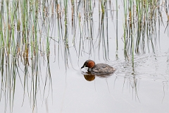 David Plant Photography - Wildlife Photography - Little grebe - N