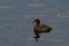 David Plant Photography - Wildlife Photography - Little grebe - O