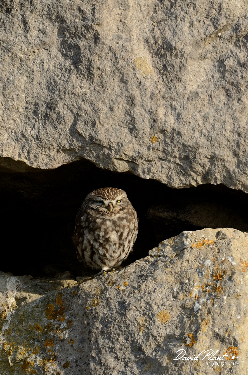 David Plant Photography - Wildlife Photography - Little owl - A.jpg - Little owl - Dorset