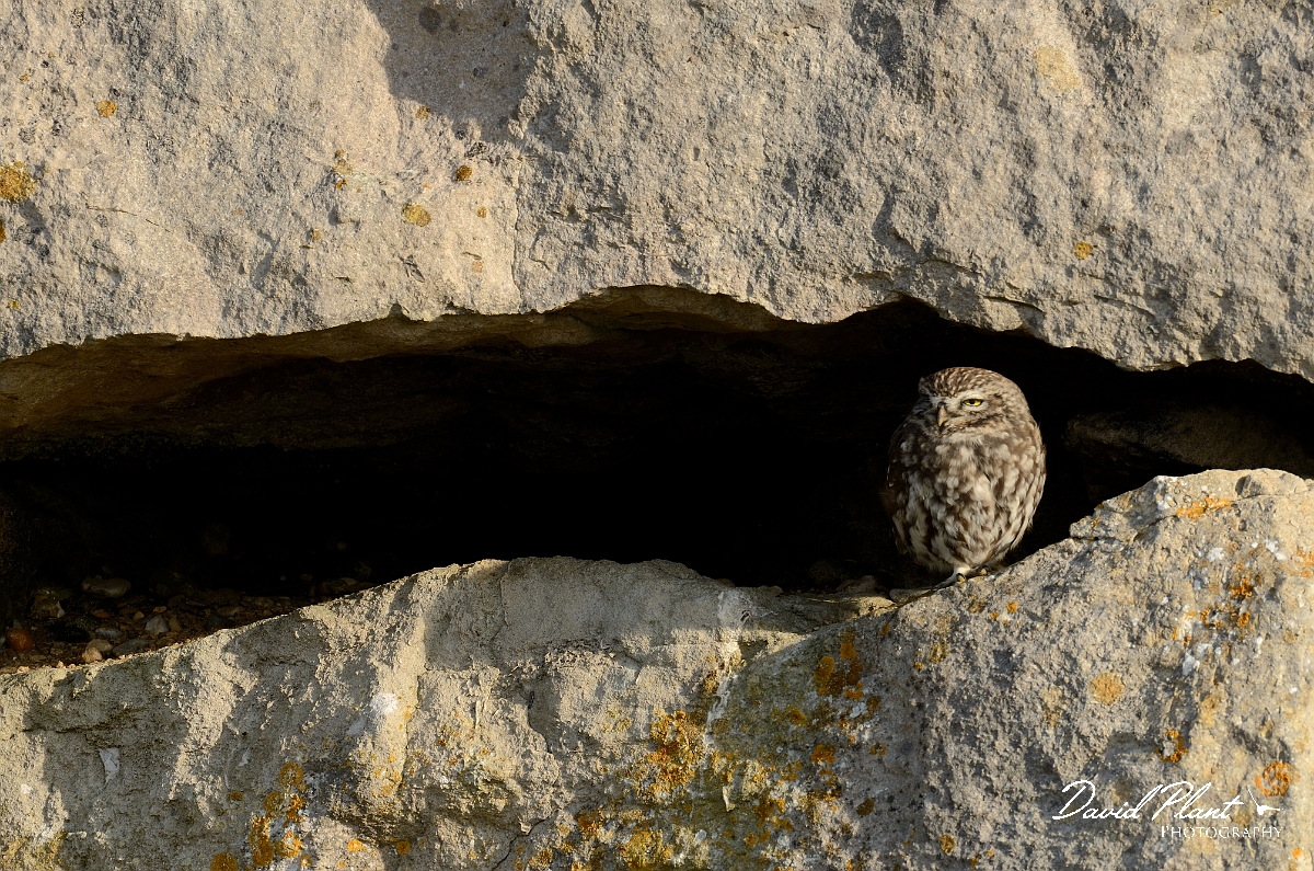 David Plant Photography - Wildlife Photography - Little owl - B.jpg - Little owl - Dorset