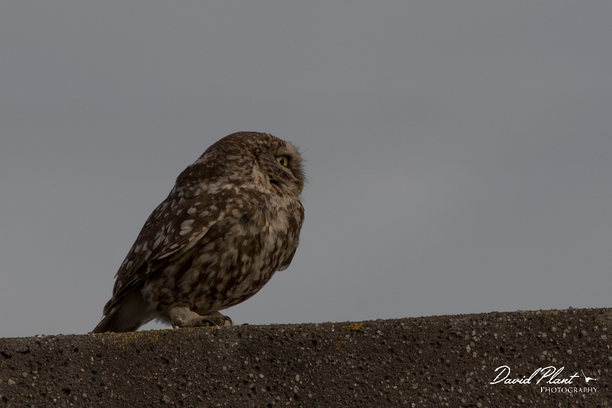 David Plant Photography - Wildlife Photography - Little owl - C.jpg - Little owl - Kent