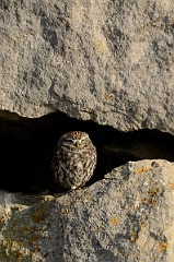 David Plant Photography - Wildlife Photography - Little owl - A