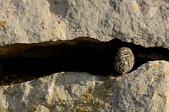 David Plant Photography - Wildlife Photography - Little owl - B