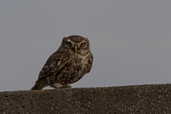 David Plant Photography - Wildlife Photography - Little owl - D