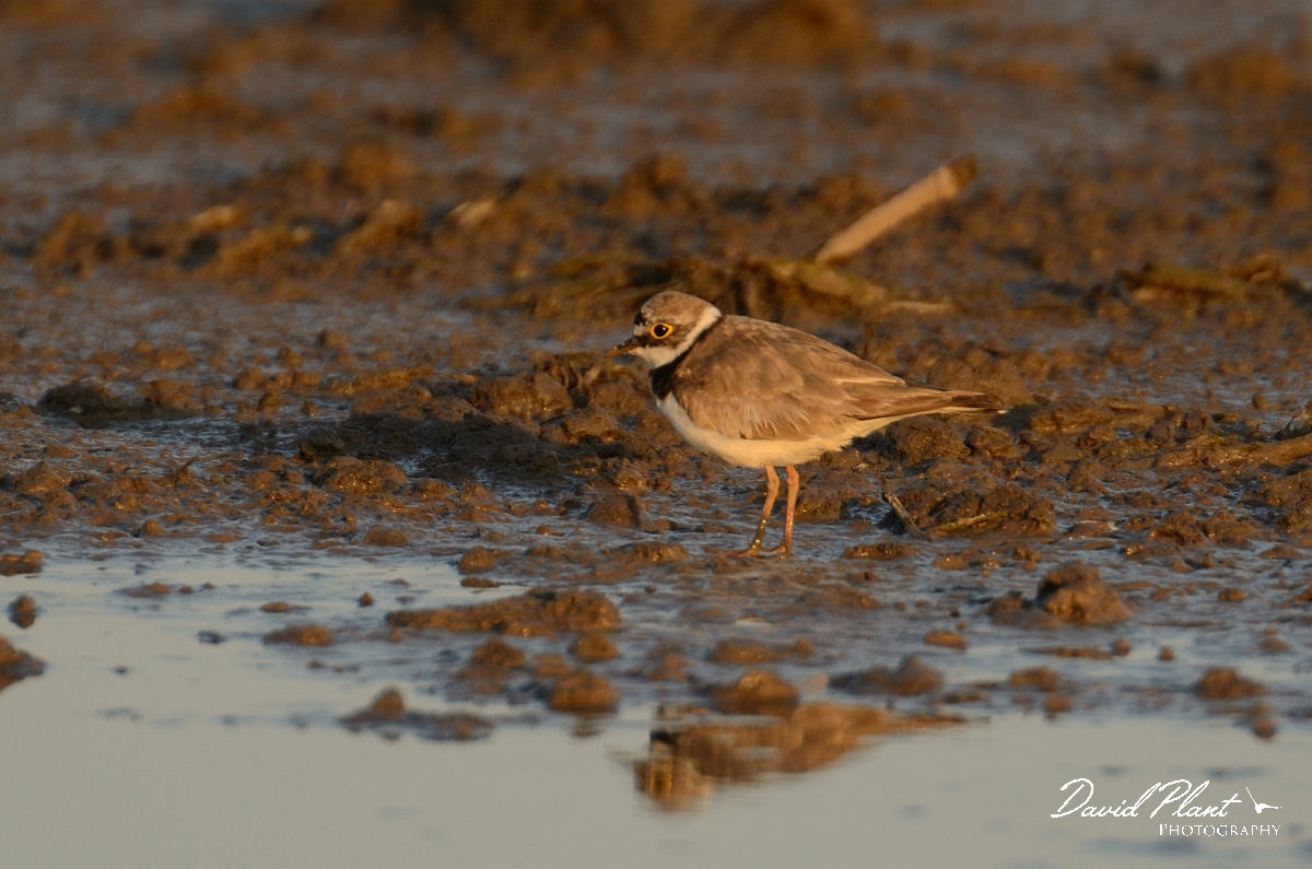 David Plant Photography - Wildlife Photography - Little ringed plover - B.jpg - Little ringed plover on mud - Norfolk