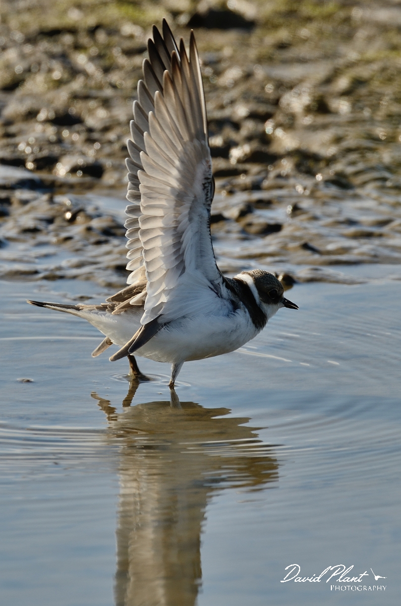 David Plant Photography - Wildlife Photography - Little ringed plover - C.jpg - Little ringed plover with wings open - Norfolk