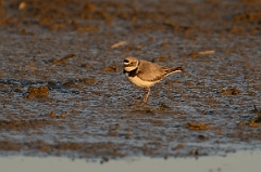 David Plant Photography - Wildlife Photography - Little ringed plover - A