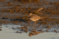David Plant Photography - Wildlife Photography - Little ringed plover - B