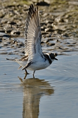 David Plant Photography - Wildlife Photography - Little ringed plover - C