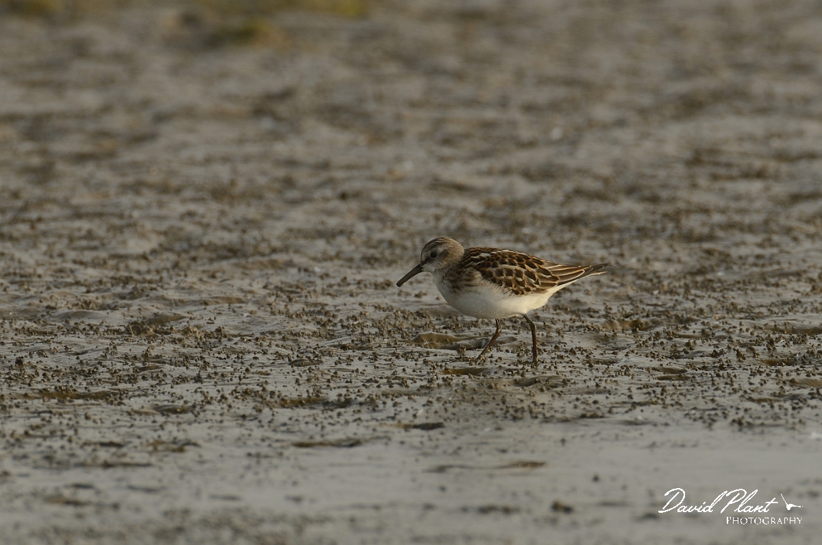 David Plant Photography - Wildlife Photography - Little stint - A.jpg - Little stint - Norfolk