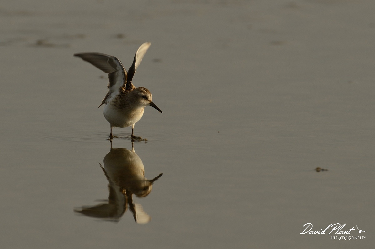 David Plant Photography - Wildlife Photography - Little stint - B.jpg - Little stint wing stretching- Norfolk