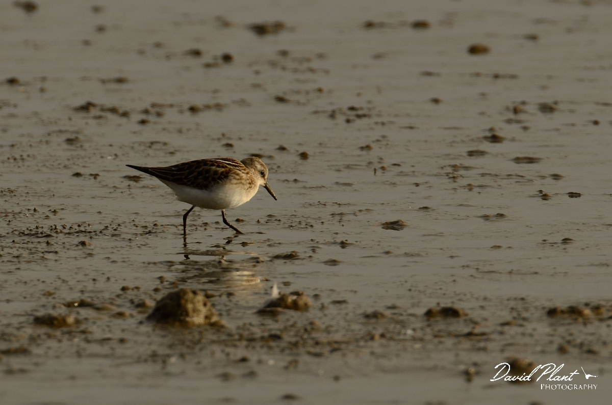 David Plant Photography - Wildlife Photography - Little stint - C.jpg - Little stint - Norfolk