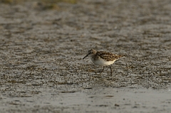 David Plant Photography - Wildlife Photography - Little stint - A