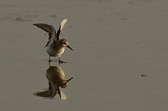 David Plant Photography - Wildlife Photography - Little stint - B