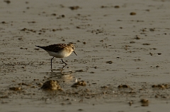 David Plant Photography - Wildlife Photography - Little stint - C